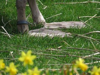 Plants growing on field