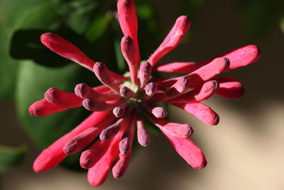 Close-up of pink flowers