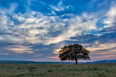 Trees on field against sky