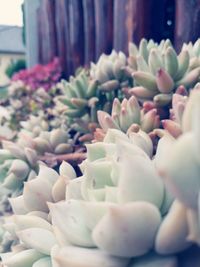 Close up of flowers