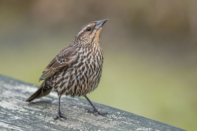 Close-up of bird perching on wood