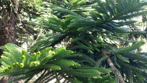 Low angle view of tree