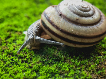 Close-up of snail on grass