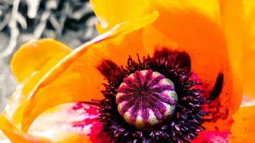 Close-up of yellow flower