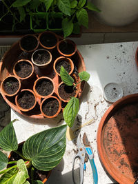 High angle view of potted plant