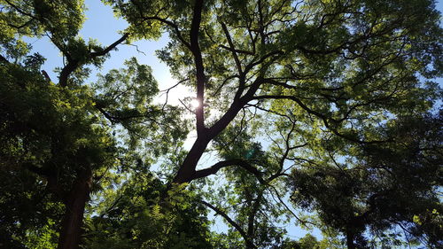 Low angle view of trees in forest