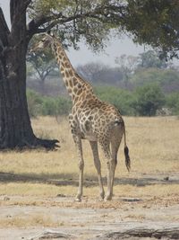 animal