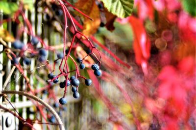 Close-up of berries growing on tree