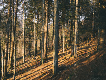 Trees in forest