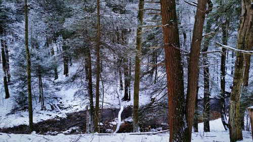 Trees in forest during winter