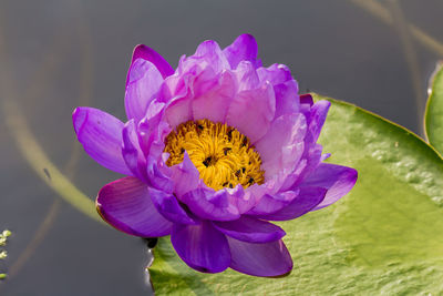 Close-up of pink lotus water lily