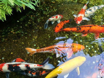 View of fish swimming in pond