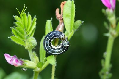 Close-up of insect on flower