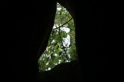 Low angle view of trees against sky