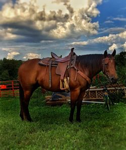 Horse standing on field against sky