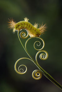 Fire caterpillar on leaf edge