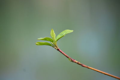 Close-up of plant