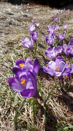 Close-up of purple crocus blooming on field