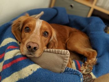 Close-up portrait of dog relaxing at home