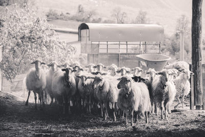 Sheep standing in a field