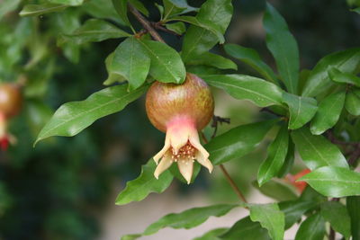 Pomegranate