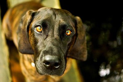 Close-up portrait of black dog