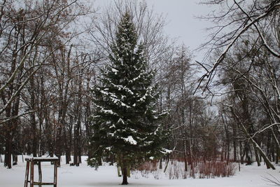Trees against sky during winter