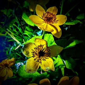 Close-up of yellow flower