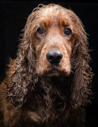 Close-up portrait of a dog