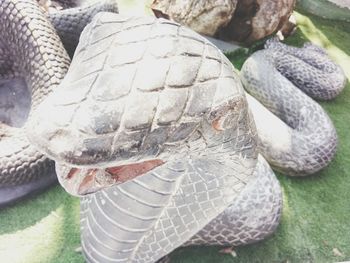Close-up of turtle in water
