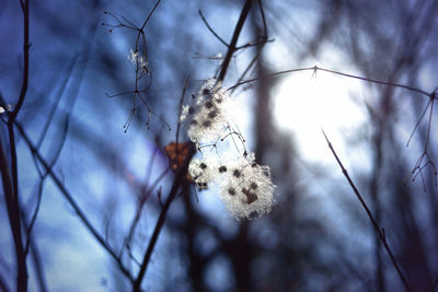 Close-up of bare tree against sky