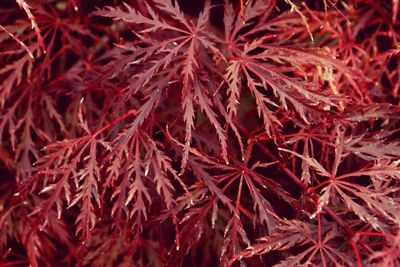 Full frame shot of autumnal leaves