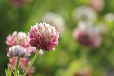 Close-up of pink flowers