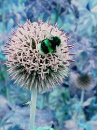 Close-up of honey bee on thistle