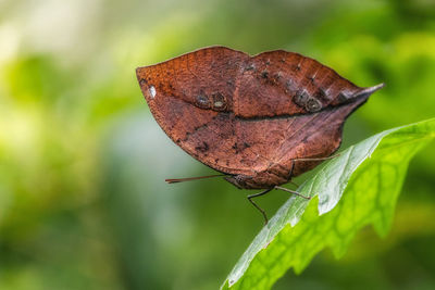 Close-up of butterfly on leaf