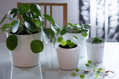 Close-up of potted plant on table