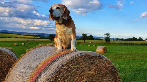 View of a dog on field