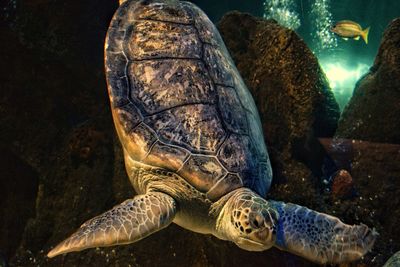 Close-up of turtle in sea