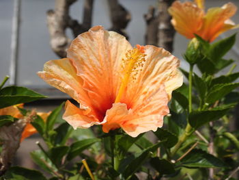 Close-up of orange lily blooming outdoors