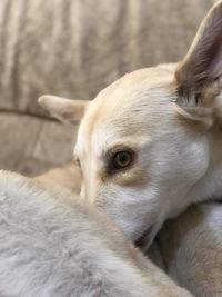 Close-up portrait of a dog