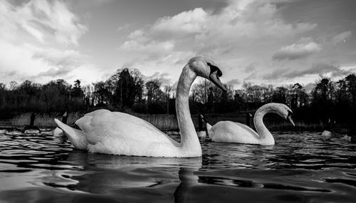 Swans swimming in lake against sky