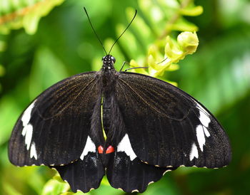 Close-up of butterfly perching on leaf