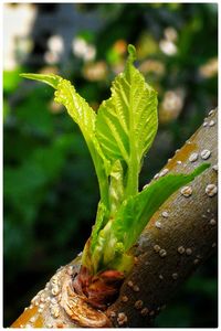 Close-up of plant in water