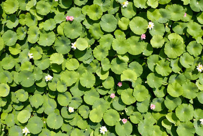 Aerial of lotus leaves and flowers