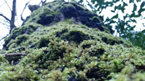 Close-up of moss growing on rock