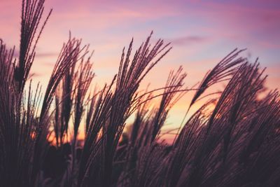 Close-up of stalks in field against sunset sky