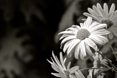 Close-up of flowers blooming outdoors