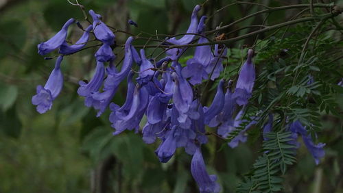 Close-up of purple flower