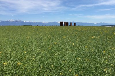 Scenic view of grassy field against sky