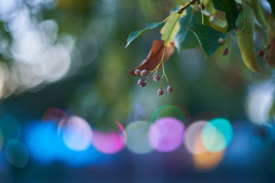 Close-up of water drops on plant